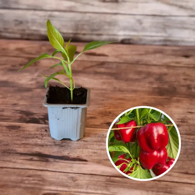 ferme-de-sainte-marthe-carr-d-asti-plant-de-poivron-rouge-bio image 1