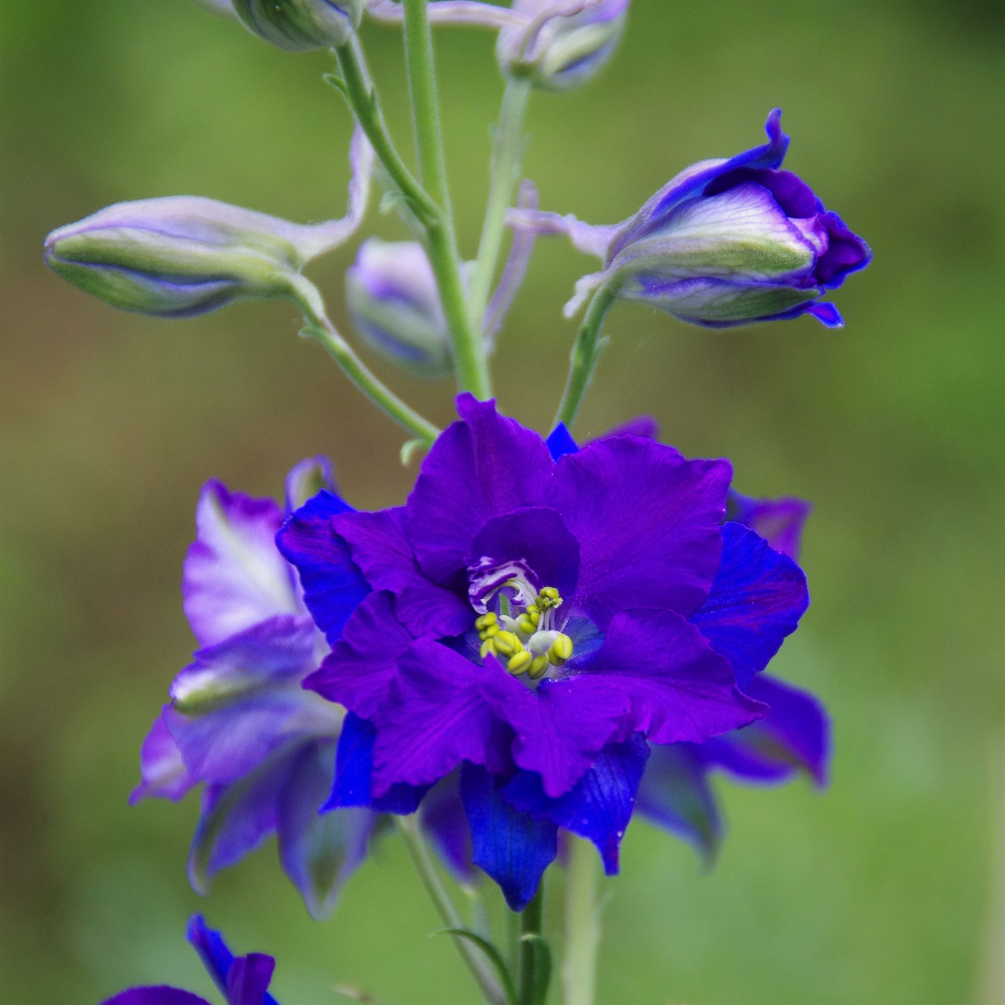 les-semences-de-l-ombelle-pied-d-alouette-bleu-bio-graines-fleurs image 2