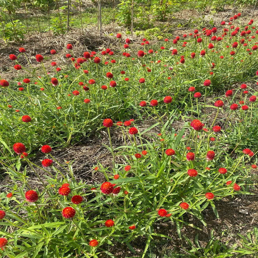 ferme-de-sainte-marthe-gomphrena-strawberry-fair-graines-bio image 2