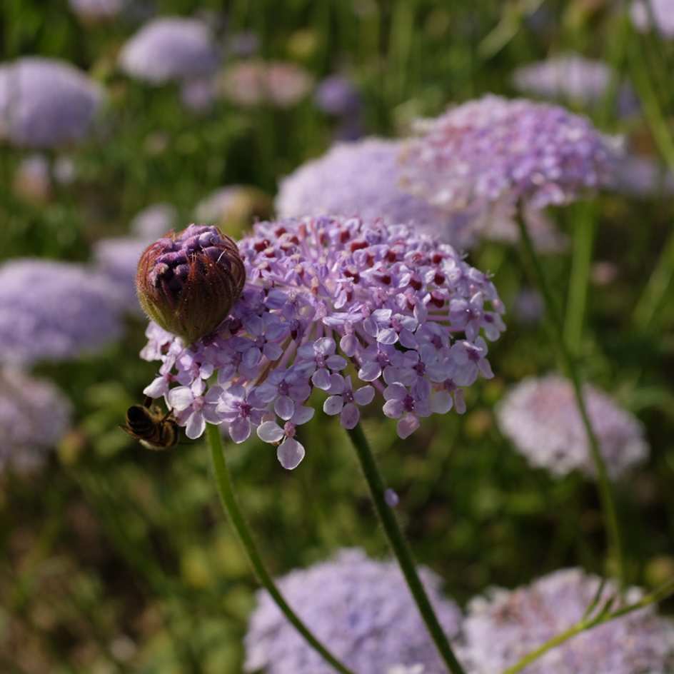 la-bo-te-graines-trachymene-lacy-blue-bio-fleur-coup-e image 3