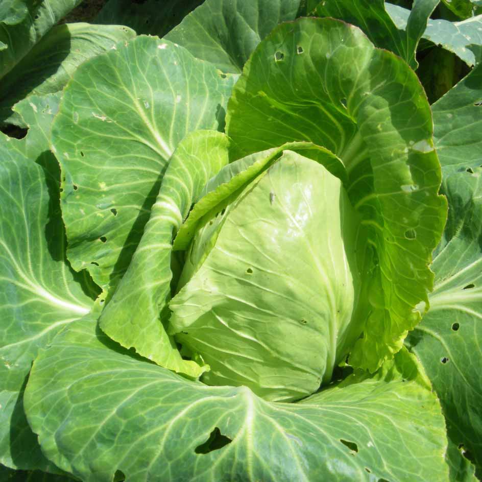 la-bo-te-graines-chou-coeur-de-boeuf-graines-bio-pointu image 1