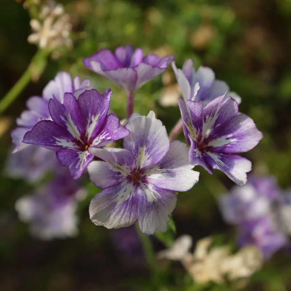 la-bo-te-graines-graines-fleurs-phlox-drummondii-sugar-stars-bio-t image 1