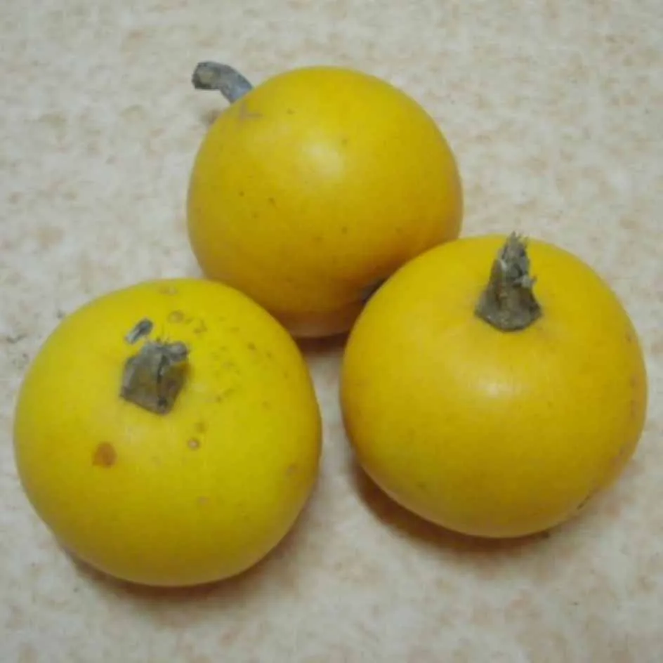 la-bo-te-graines-pomme-d-or-graines-courge-bio image 1