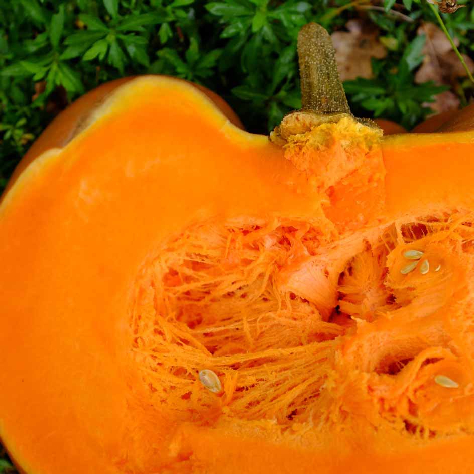 la-bo-te-graines-courge-musqu-e-de-provence-graines-bio image 2