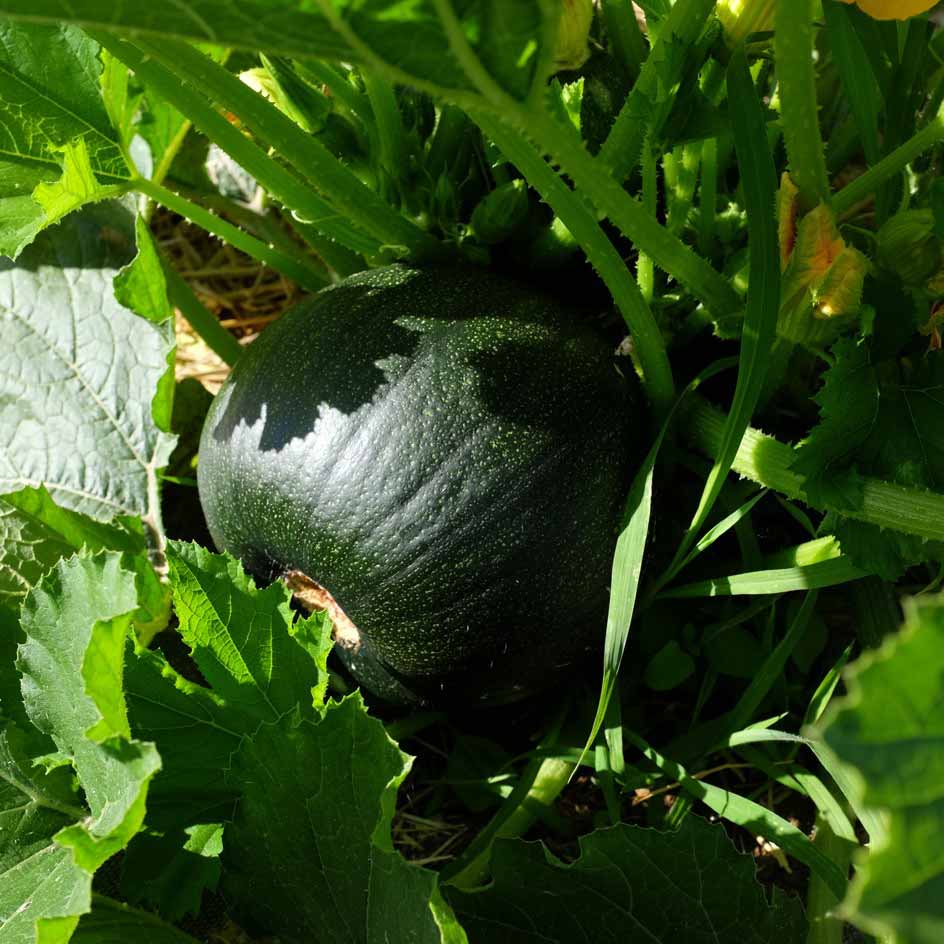 la-bo-te-graines-ronde-de-piacenza-graines-courgette-bio-productive image 4