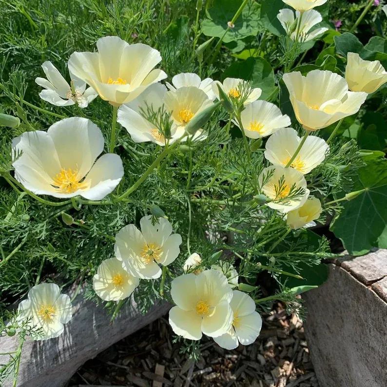 les-semences-de-l-ombelle-pavot-de-californie-graines-fleurs-blanc-cr-me-bio image 1
