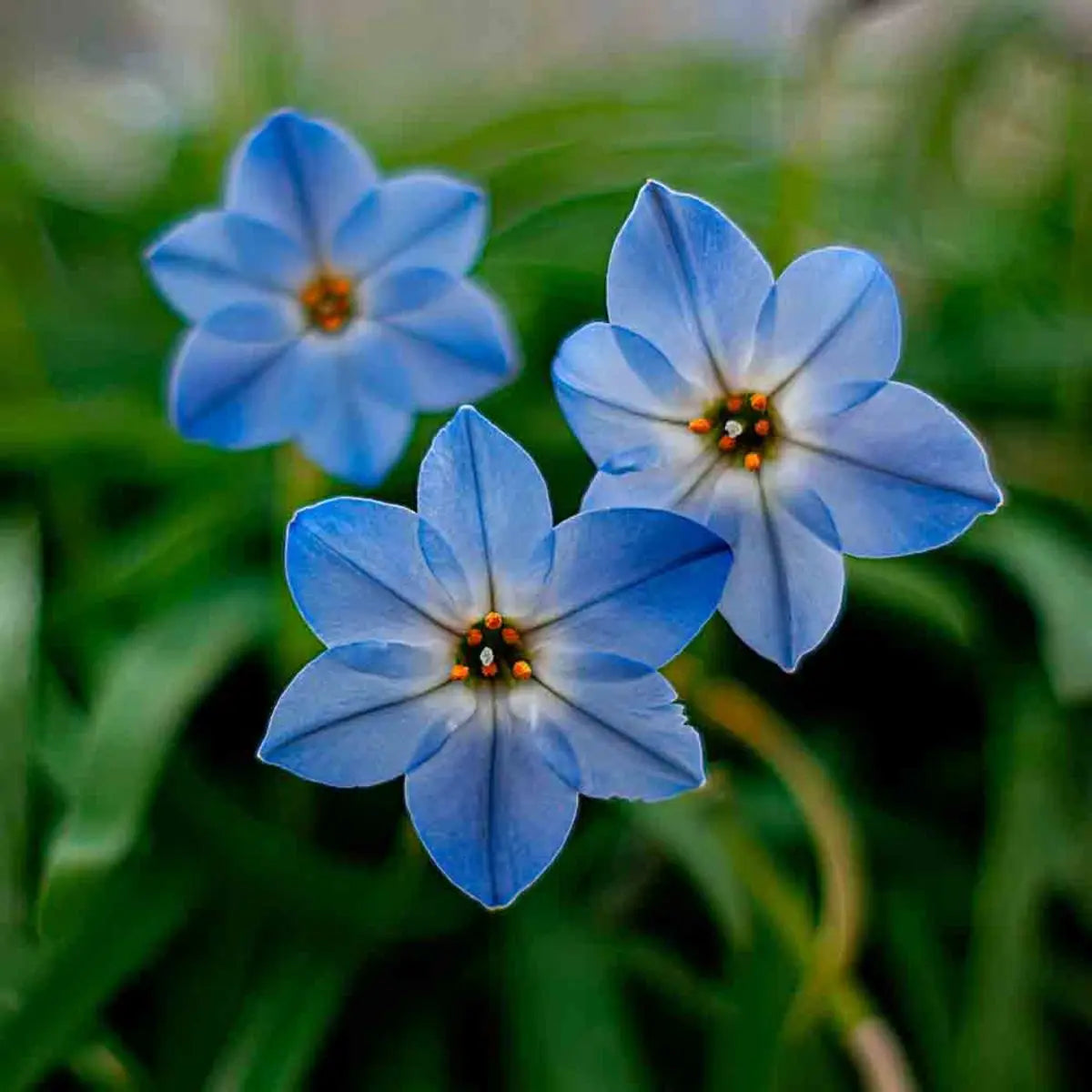 ferme-de-sainte-marthe-ipheion-rolf-fiedler-bulbe-fleurs-vivace image 1