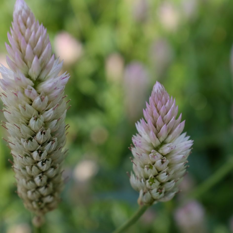 la-bo-te-graines-c-losie-xantippe-bio-graines-fleurs image 3