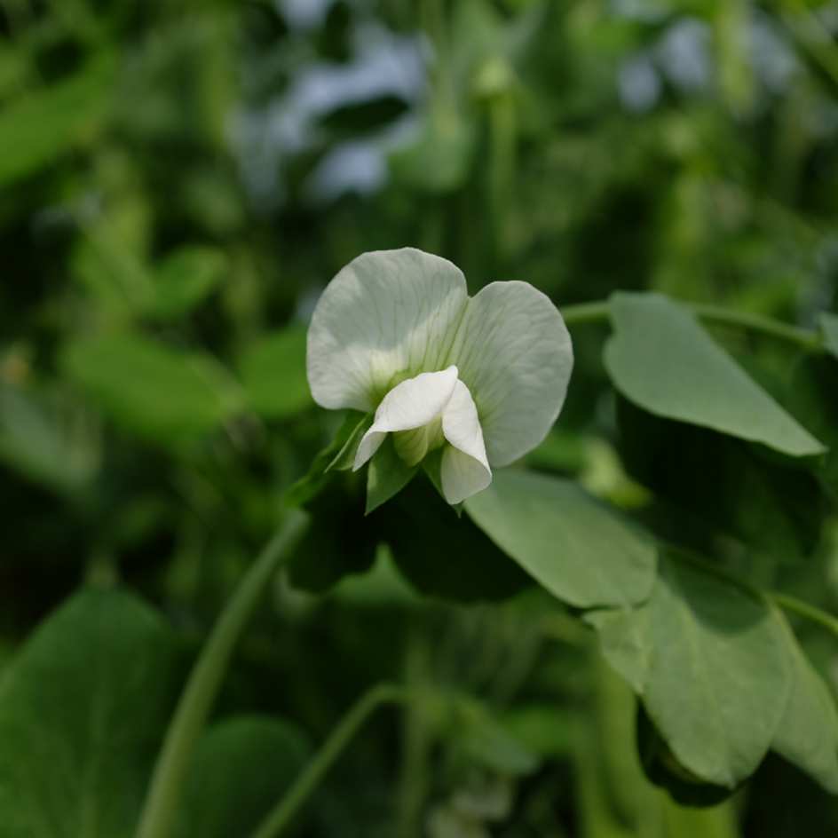 la-bo-te-graines-pois-corne-de-b-lier-bio-graines-l-gumes-mangetout image 3
