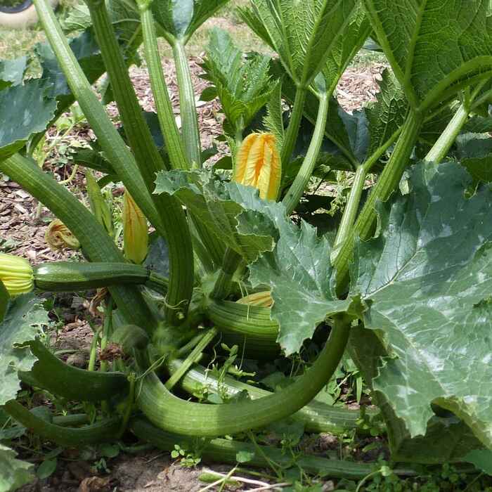 les-semences-de-l-ombelle-courgette-zuboda-graines-verte-bio image 2