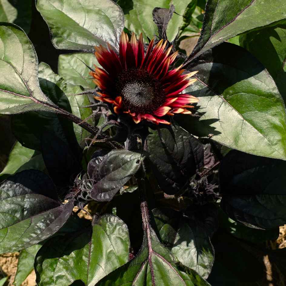 la-bo-te-graines-tournesol-mrs-mars-bio-graines-fleurs image 1