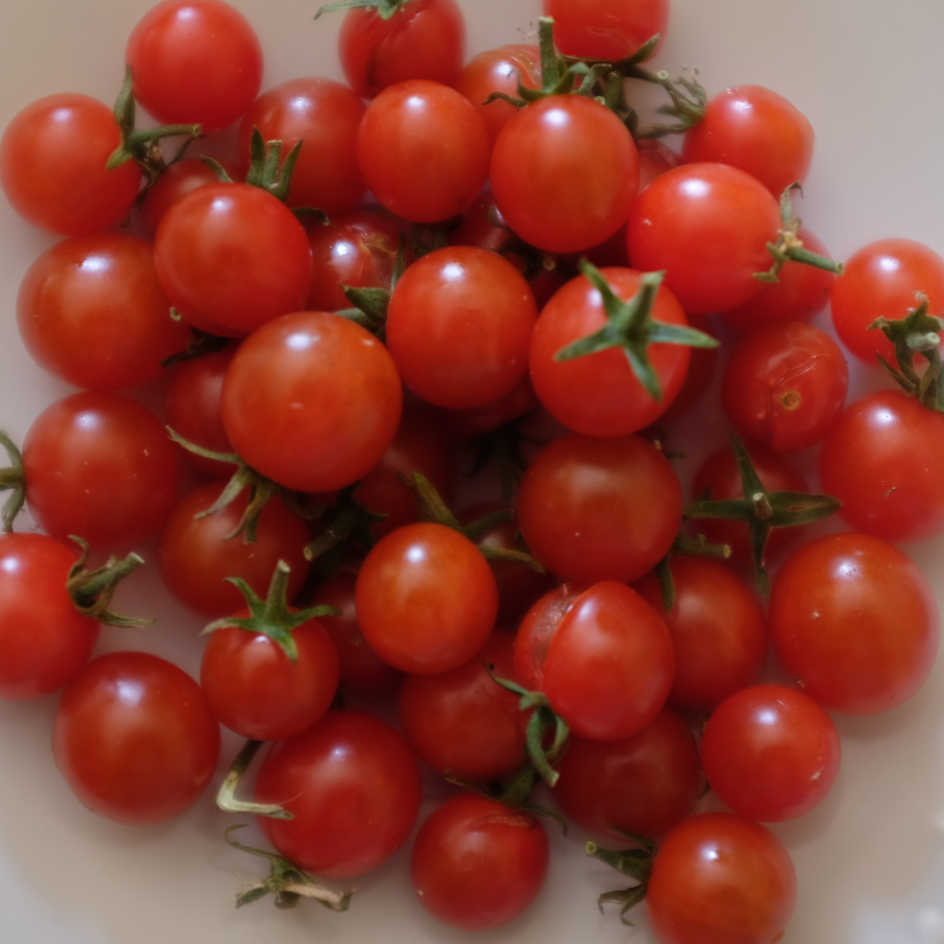la-bo-te-graines-tomate-petit-moineau-bio-graines-groseille-sucr-e image 3