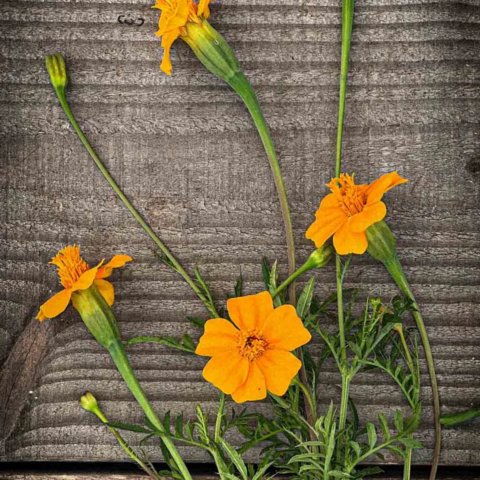 ferme-de-sainte-marthe-oeillet-d-inde-tagetes-patula-graines-fleurs-bio-0-7-g image 1
