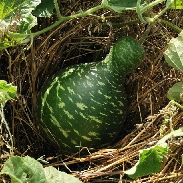 les-semences-de-l-ombelle-gakhaa-bio-graines-de-gourde-calebasse image 1