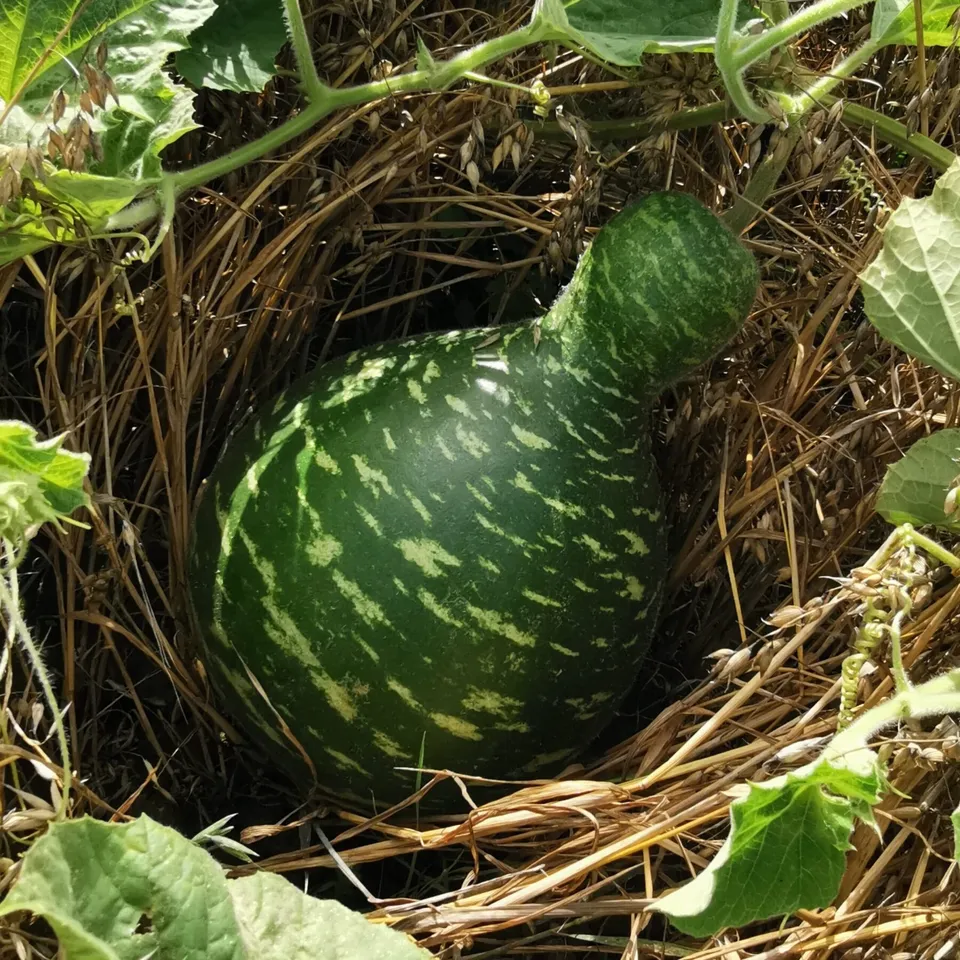 les-semences-de-l-ombelle-gakhaa-bio-graines-de-gourde-calebasse image 1