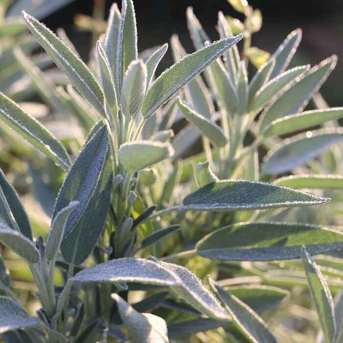 les-semences-de-l-ombelle-sauge-officinale-graines-bio-vivace image 3