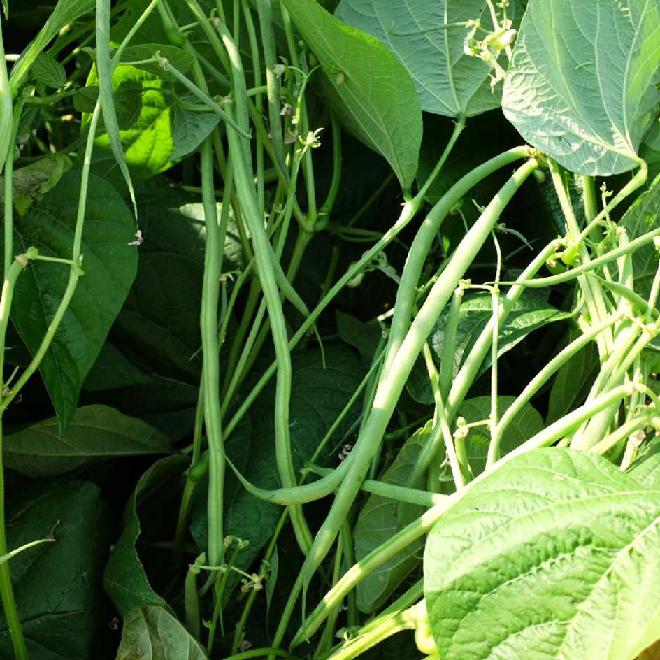 la-bo-te-graines-haricot-triomphe-de-farcy-bio-graines-l-gumes image 3