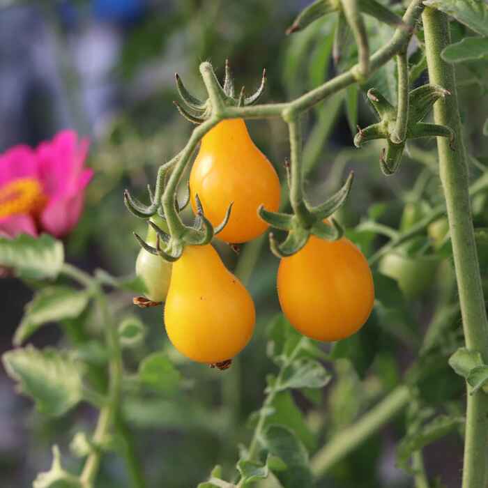 les-semences-de-l-ombelle-tomate-yellow-submarine-graines-bio image 1