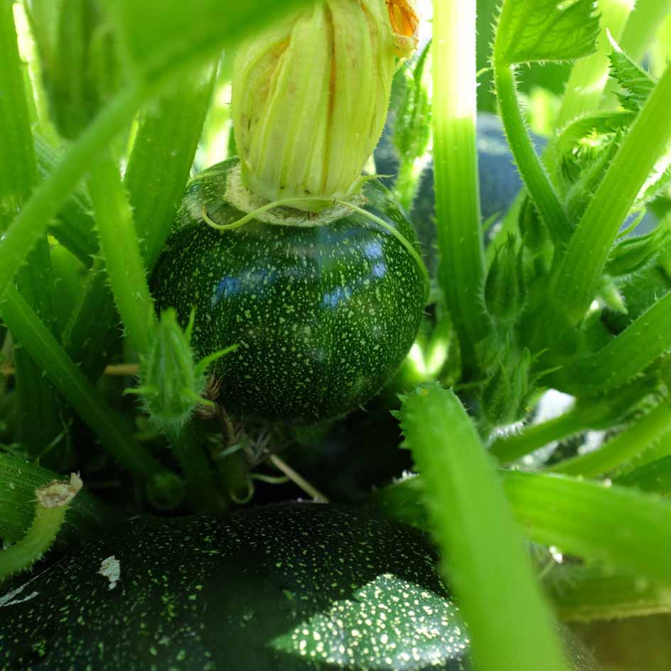 la-bo-te-graines-ronde-de-piacenza-graines-courgette-bio-productive image 6