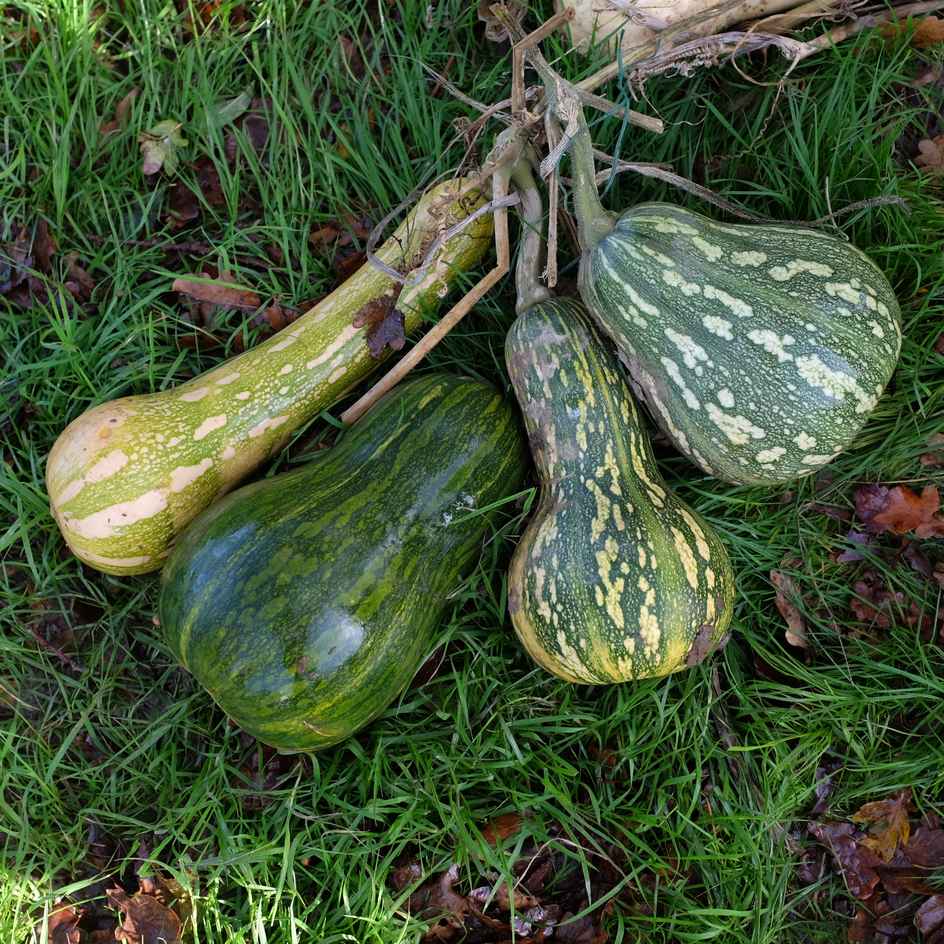 la-bo-te-graines-ayote-guatemalan-green-graines-courge-bio-musqu-e image 2