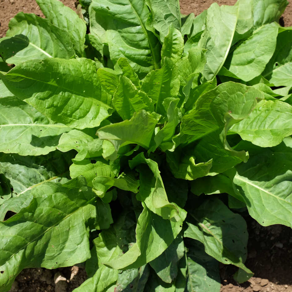 la-bo-te-graines-graines-l-gumes-pinard-perp-tuel-bio-vivace image 1