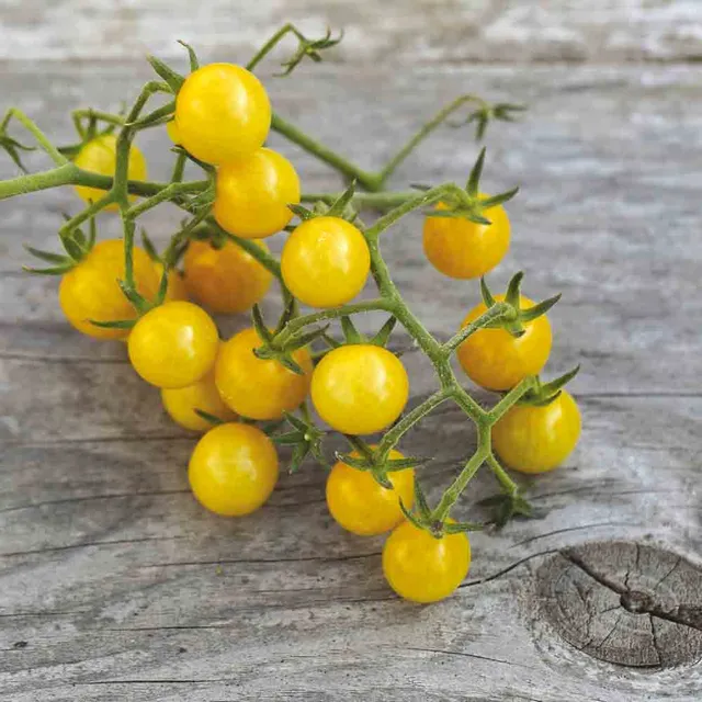 ferme-de-sainte-marthe-tomate-bulle-graines-non-trait-es-sachet image 1