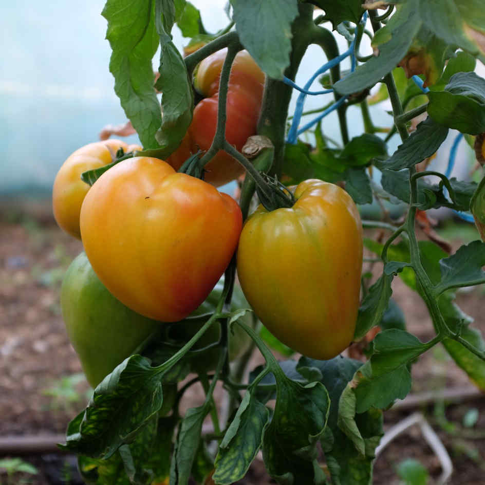 la-bo-te-graines-tomate-russian-117-graines-bio-jaune image 2