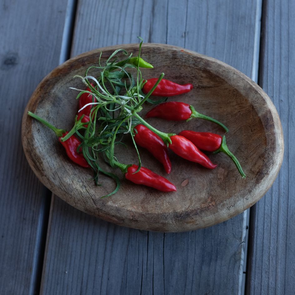 la-bo-te-graines-piment-mutant-variegata-bio-graines-l-gumes image 3