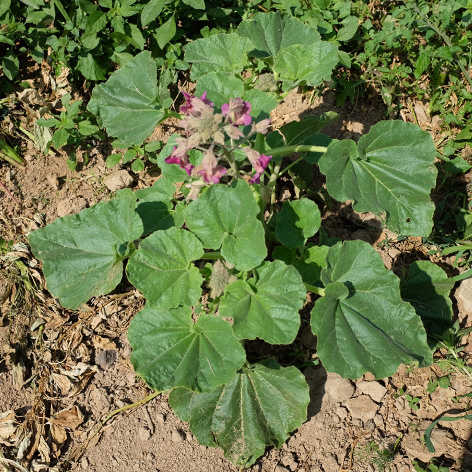 la-bo-te-graines-griffe-du-diable-graines-fleurs-bio image 3