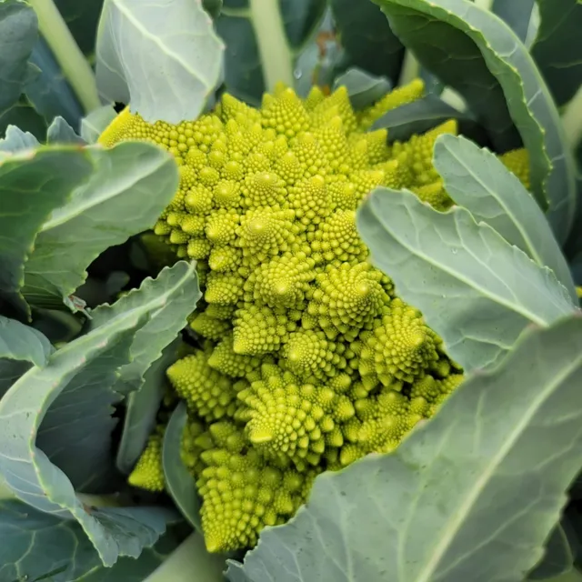 les-semences-de-l-ombelle-chou-romanesco-vert-bio-graines-potag-res image 1