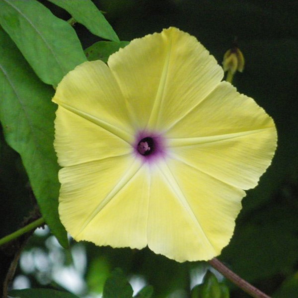 la-bo-te-graines-tuberculata-ipom-e-bio-jaune-rare image 1
