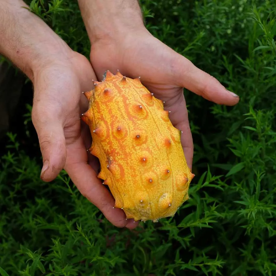 la-bo-te-graines-kiwano-bio-graines-fruit-exotique-vitamine-c image 1