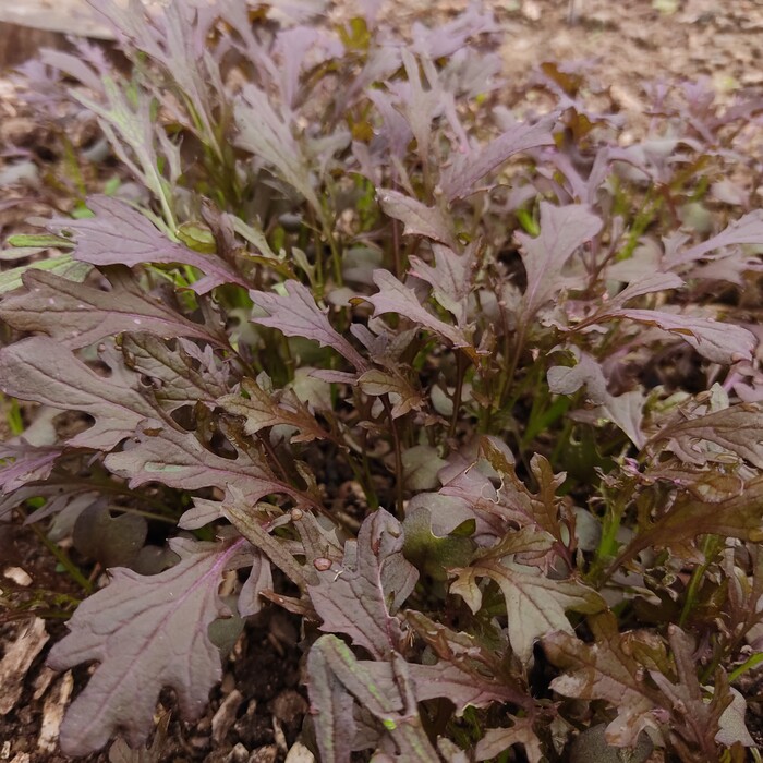 les-semences-de-l-ombelle-moutarde-ruby-streaks-bio-graines-potag-res image 1