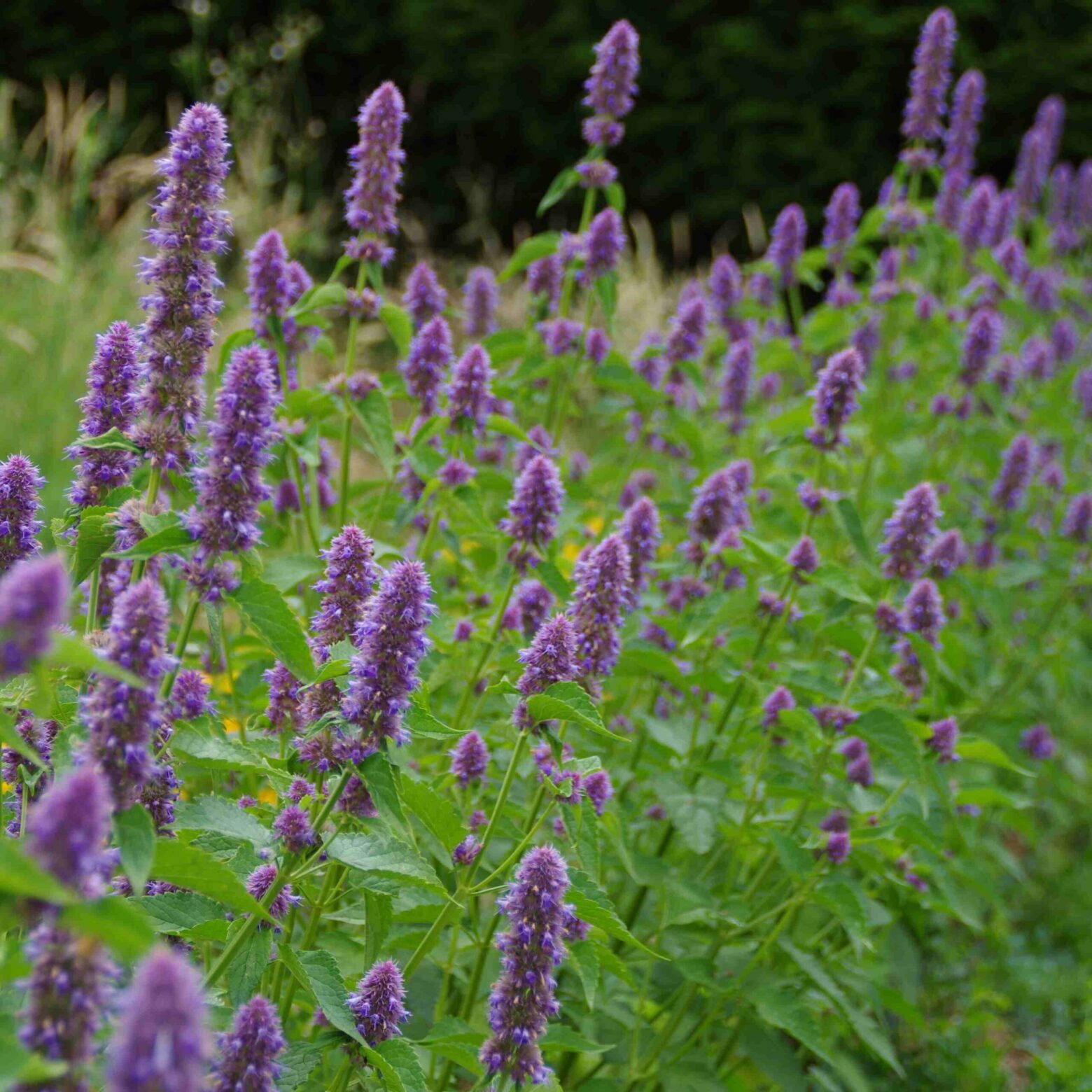 les-semences-de-l-ombelle-agastache-anis-e-bio-graines-aromatiques image 2