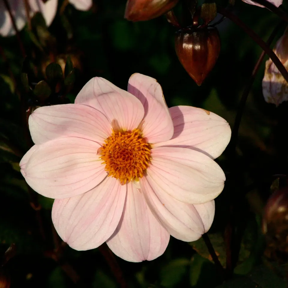 ferme-de-sainte-marthe-dahlia-cory-bulbe-nain-simple-orange image 1