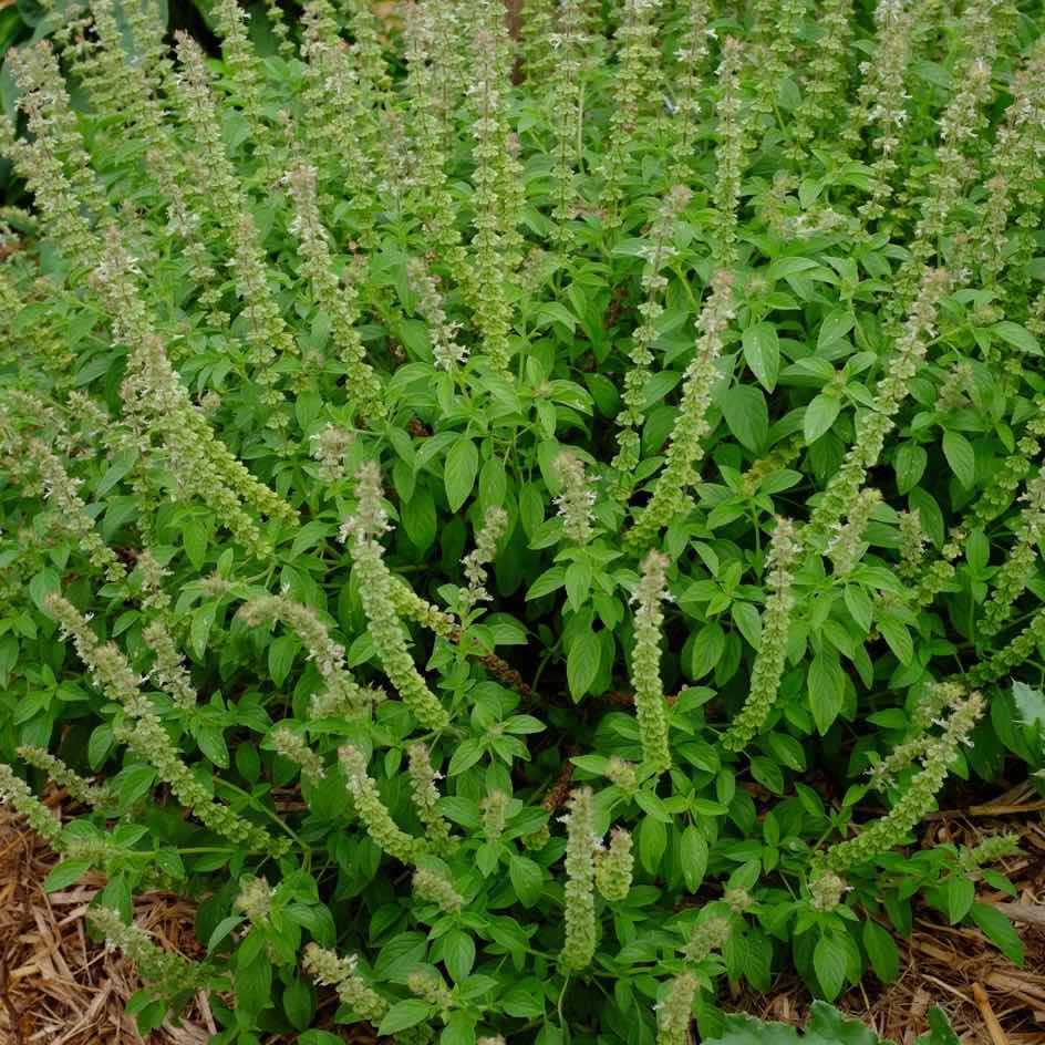 la-bo-te-graines-basilic-canum-graines-bio image 2