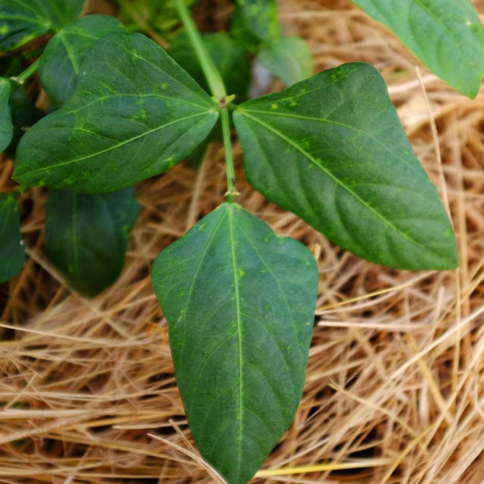 la-bo-te-graines-haricot-kilom-tre-nain-bio-graines-potager-60-cm image 3