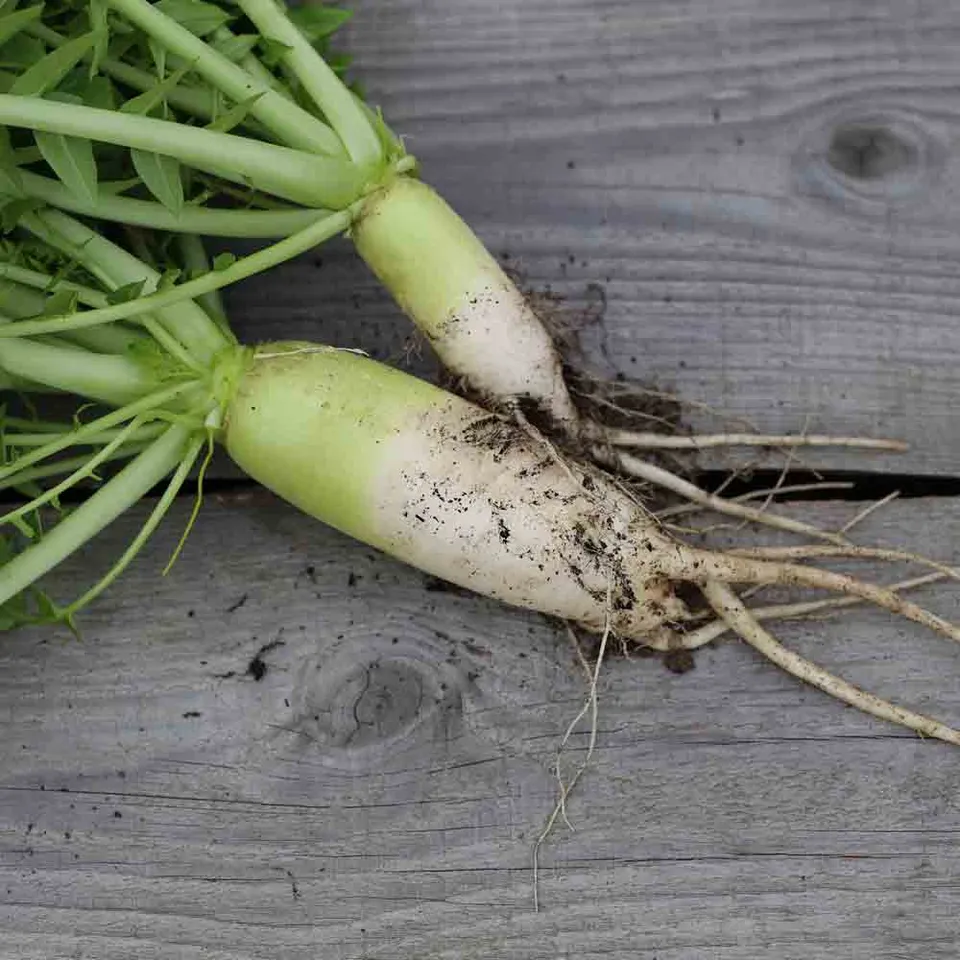 ferme-de-sainte-marthe-radis-daikon-mino-early-graines-bio image 1