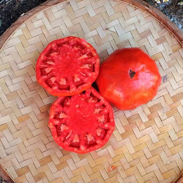 la-bo-te-graines-graines-l-gumes-tomate-russe-bio-charnue image 1
