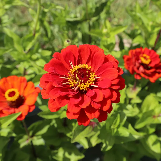 ferme-de-sainte-marthe-red-beauty-graines-zinnia-bio image 1