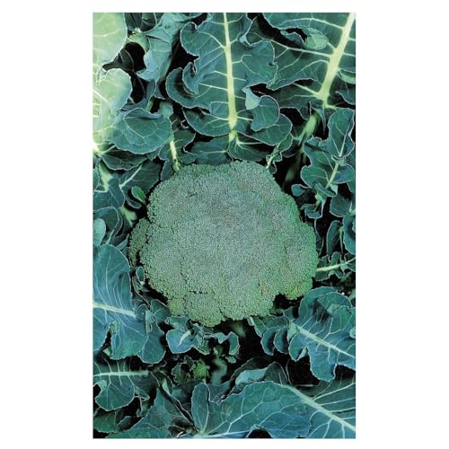 graines-bocquet-chou-brocoli-marathon-f1-graines-0-2-g-vert image 2