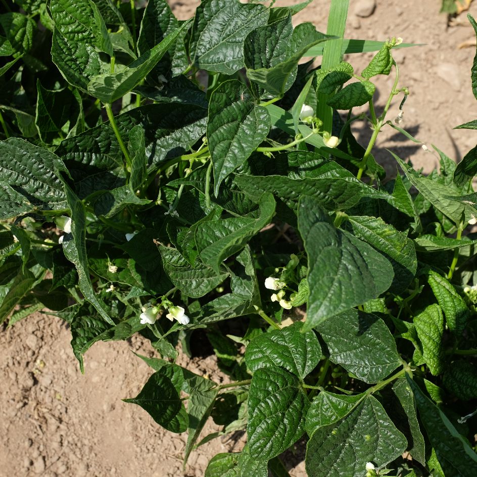 la-bo-te-graines-graines-l-gumes-haricot-flageolet-ortie-bio-nain image 6