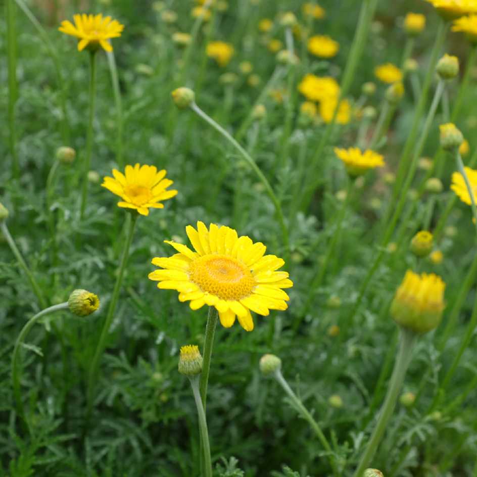 la-bo-te-graines-anth-mis-teinturiers-graines-fleurs-bio-vivace image 2