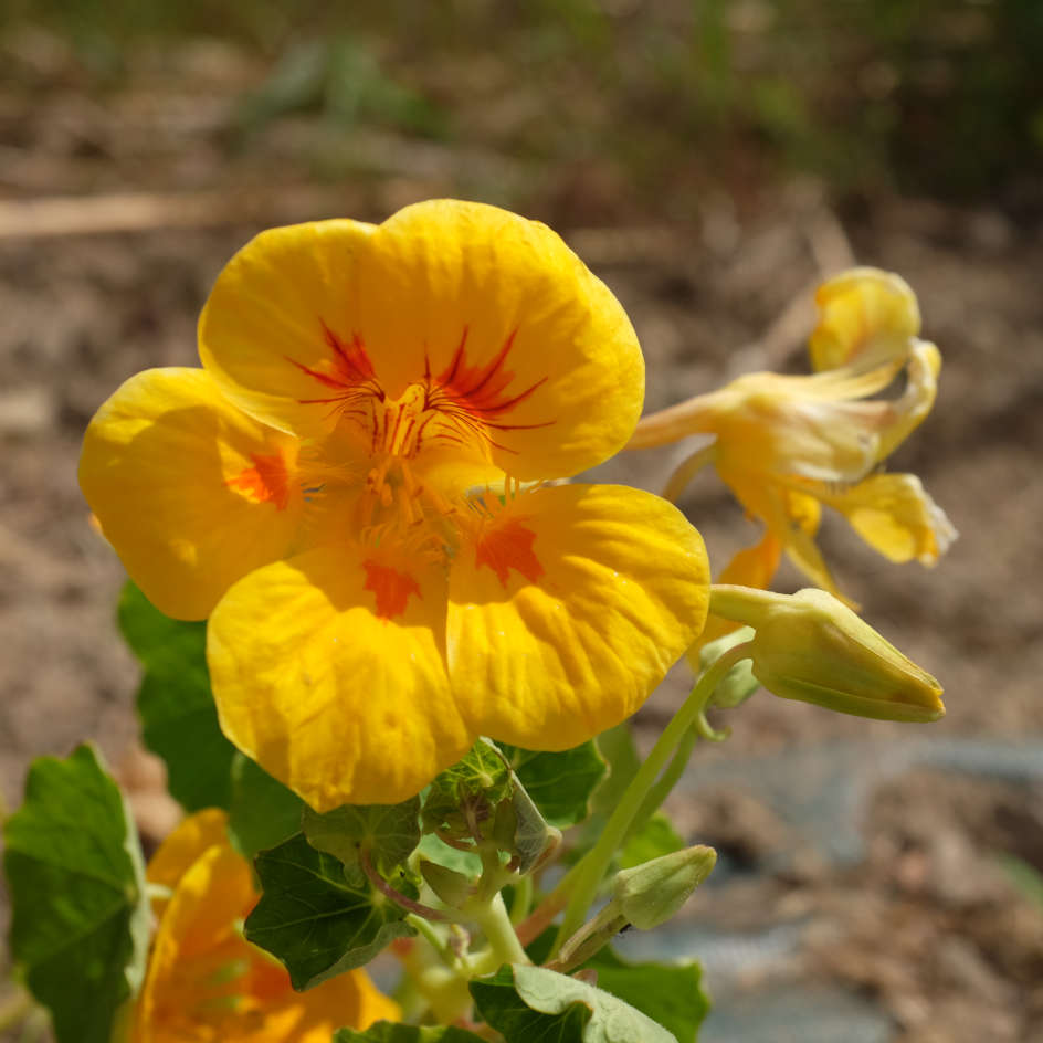 la-bo-te-graines-graines-fleurs-capucine-graines-fleurs-comestibles-bio image 3