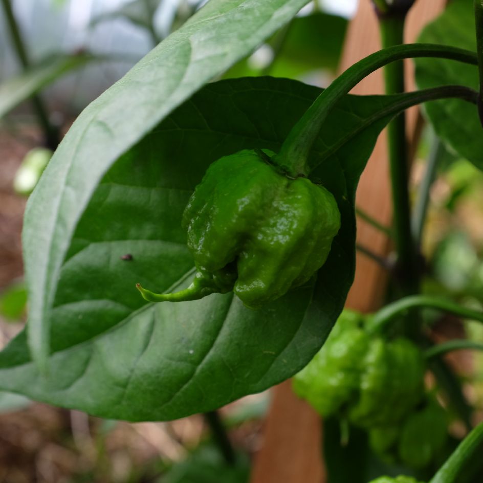 la-bo-te-graines-carolina-reaper-graines-de-piment-bio image 6