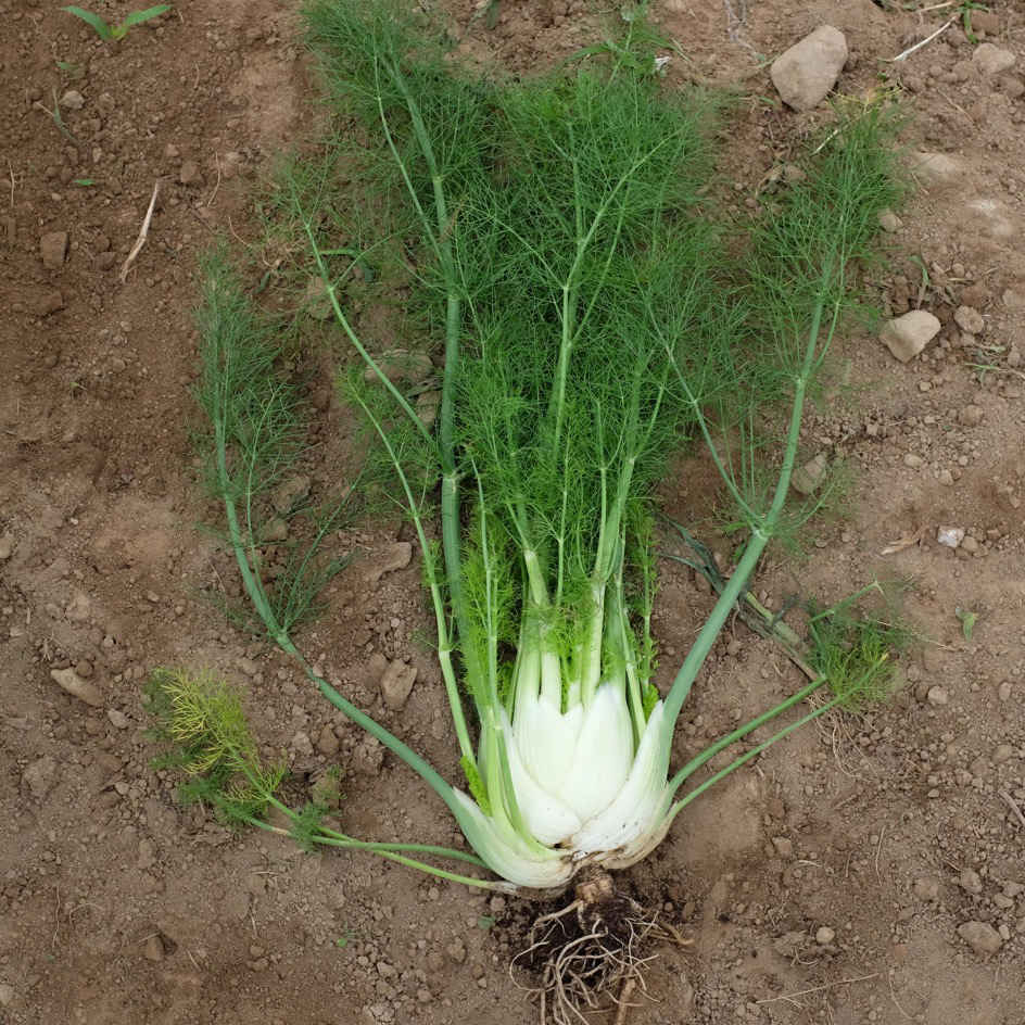 la-bo-te-graines-fenouil-finale-graines-l-gumes-bio image 3