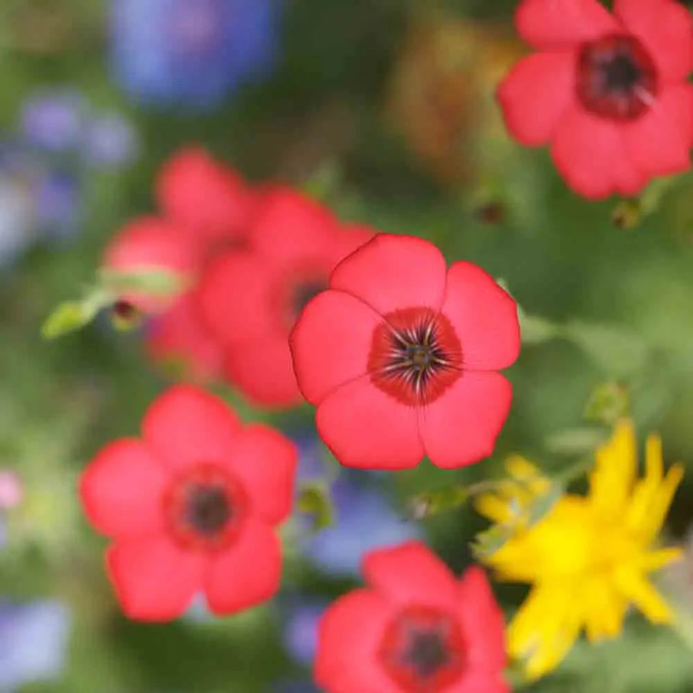ferme-de-sainte-marthe-lin-rouge-graines-fleurs-annuelles-bio image 1