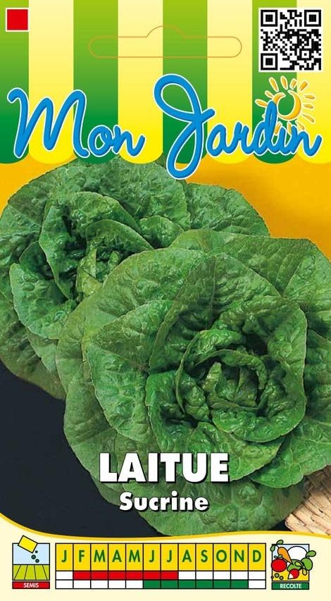 graines-bocquet-laitue-grasse-sucrine-graines-3-g-r-sistante-chaleur image 1