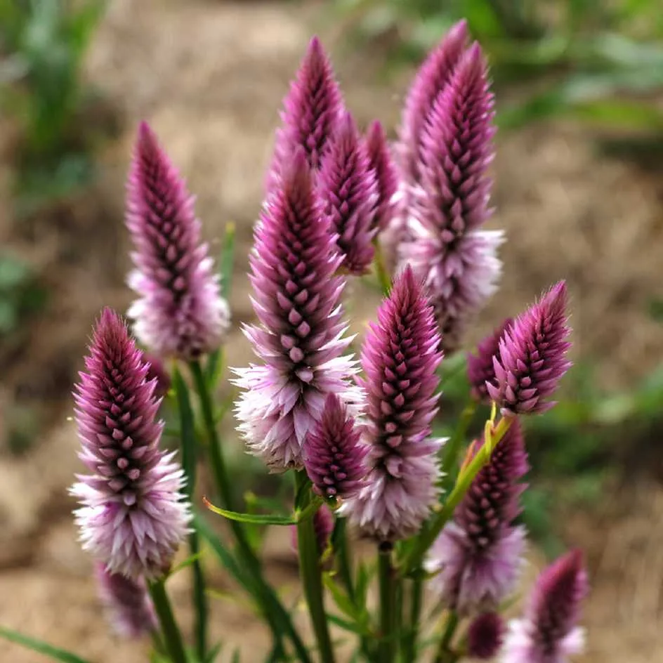 la-bo-te-graines-c-losie-pink-flamingo-graines-bio image 1