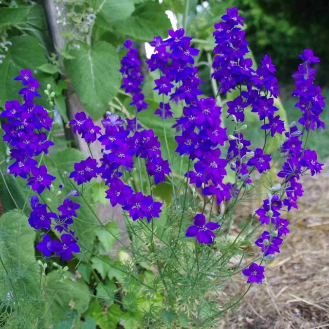 les-semences-de-l-ombelle-pied-d-alouette-bleu-bio-graines-fleurs image 1